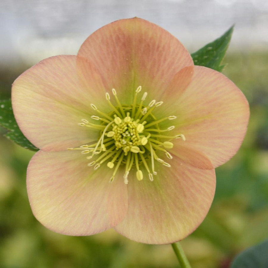 Plantes Vivaces HELLEBORUS orientalis 'Apricot' - Hellébore en vente - Hellébore orientale en vente - Pépinière Lepage .