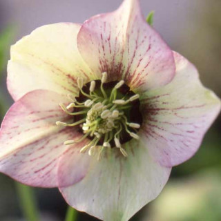 Plantes Vivaces HELLEBORUS orientalis 'Picotee Lady' - Hellébore en vente - Hellébore orientale en vente - Pépinière Lepage .