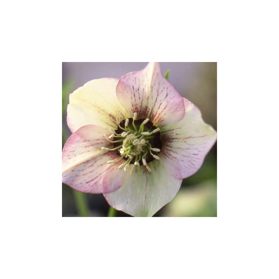 Plantes Vivaces HELLEBORUS orientalis 'Picotee Lady' - Hellébore en vente - Hellébore orientale en vente - Pépinière Lepage .