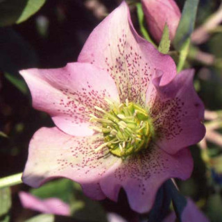 Plantes Vivaces HELLEBORUS orientalis 'Pink Spotted Lady' - Hellébore en vente - Hellébore orientale en vente - Pépinière Lepage