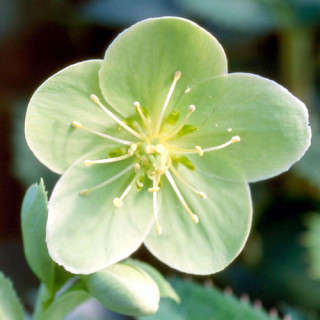 Plantes Vivaces HELLEBORUS sternii - Hellébore en vente - Pépinière Lepage .
