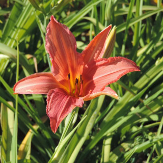 Plantes Vivaces HEMEROCALLIS 'Accepted Dare' - Hémérocalle en vente - Lis d'un jour en vente - Pépinière Lepage .