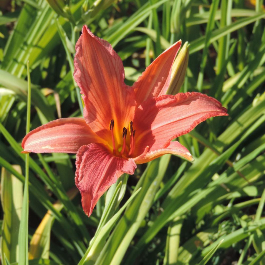 Plantes Vivaces HEMEROCALLIS 'Accepted Dare' - Hémérocalle en vente - Lis d'un jour en vente - Pépinière Lepage .