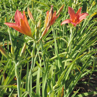 Plantes Vivaces HEMEROCALLIS 'Accepted Dare' - Hémérocalle en vente - Lis d'un jour en vente - Pépinière Lepage .