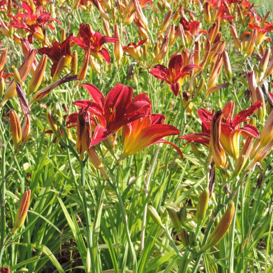 Plantes Vivaces HEMEROCALLIS 'Alan' - Hémérocalle en vente - Lis d'un jour en vente - Pépinière Lepage .