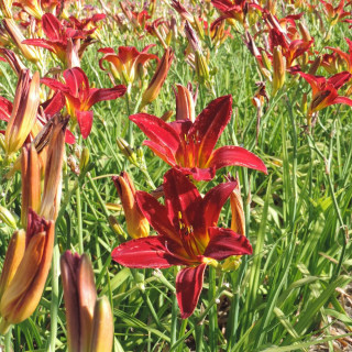 Plantes Vivaces HEMEROCALLIS 'Alan' - Hémérocalle en vente - Lis d'un jour en vente - Pépinière Lepage .