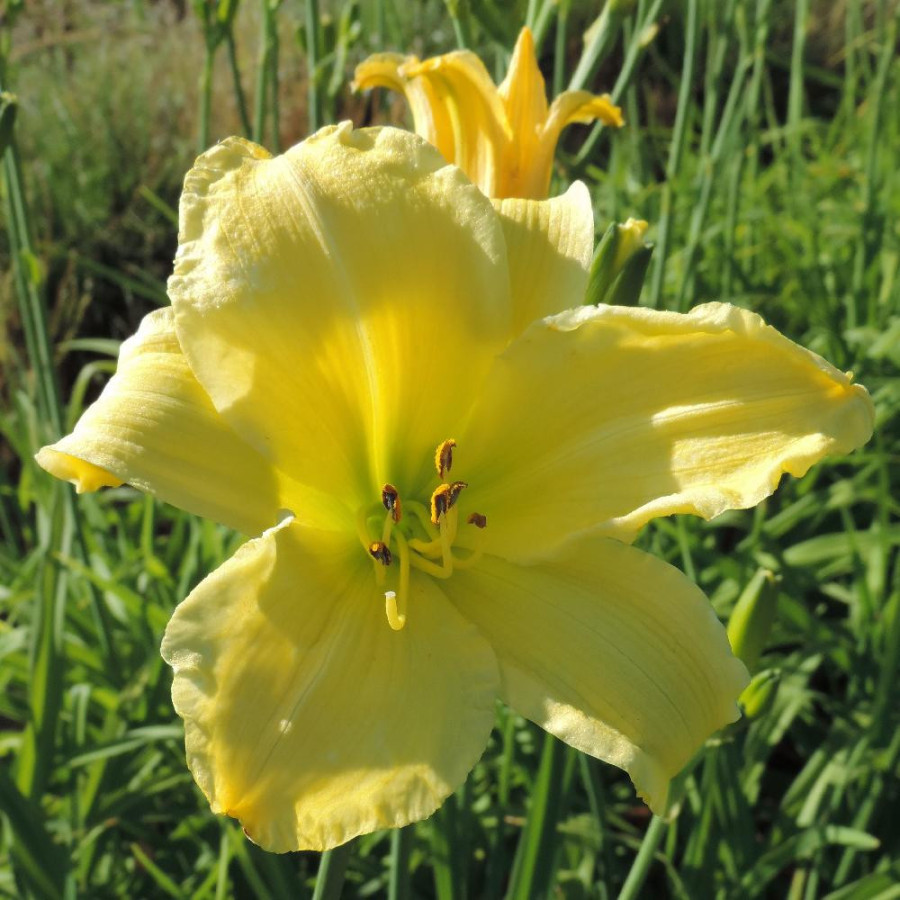 Plantes Vivaces HEMEROCALLIS 'Alice in Wonderland' - Hémérocalle en vente - Lis d'un jour en vente - Pépinière Lepage .