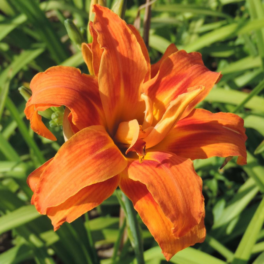 Plantes Vivaces HEMEROCALLIS 'Apricot Beauty' - Hémérocalle en vente - Lis d'un jour en vente - Pépinière Lepage .