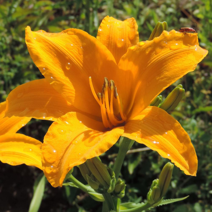 Plantes Vivaces HEMEROCALLIS 'Aten' - Hémérocalle en vente - Lis d'un jour en vente - Pépinière Lepage .
