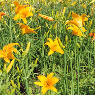 Plantes Vivaces HEMEROCALLIS 'Aten' - Hémérocalle en vente - Lis d'un jour en vente - Pépinière Lepage .