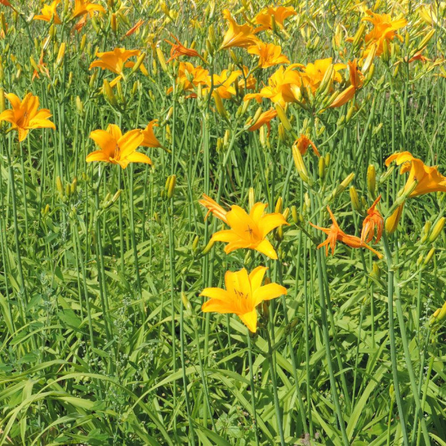 Plantes Vivaces HEMEROCALLIS 'Aten' - Hémérocalle en vente - Lis d'un jour en vente - Pépinière Lepage .
