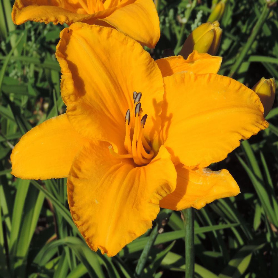 Plantes Vivaces HEMEROCALLIS 'By Myself' - Hémérocalle en vente - Lis d'un jour en vente - Pépinière Lepage .