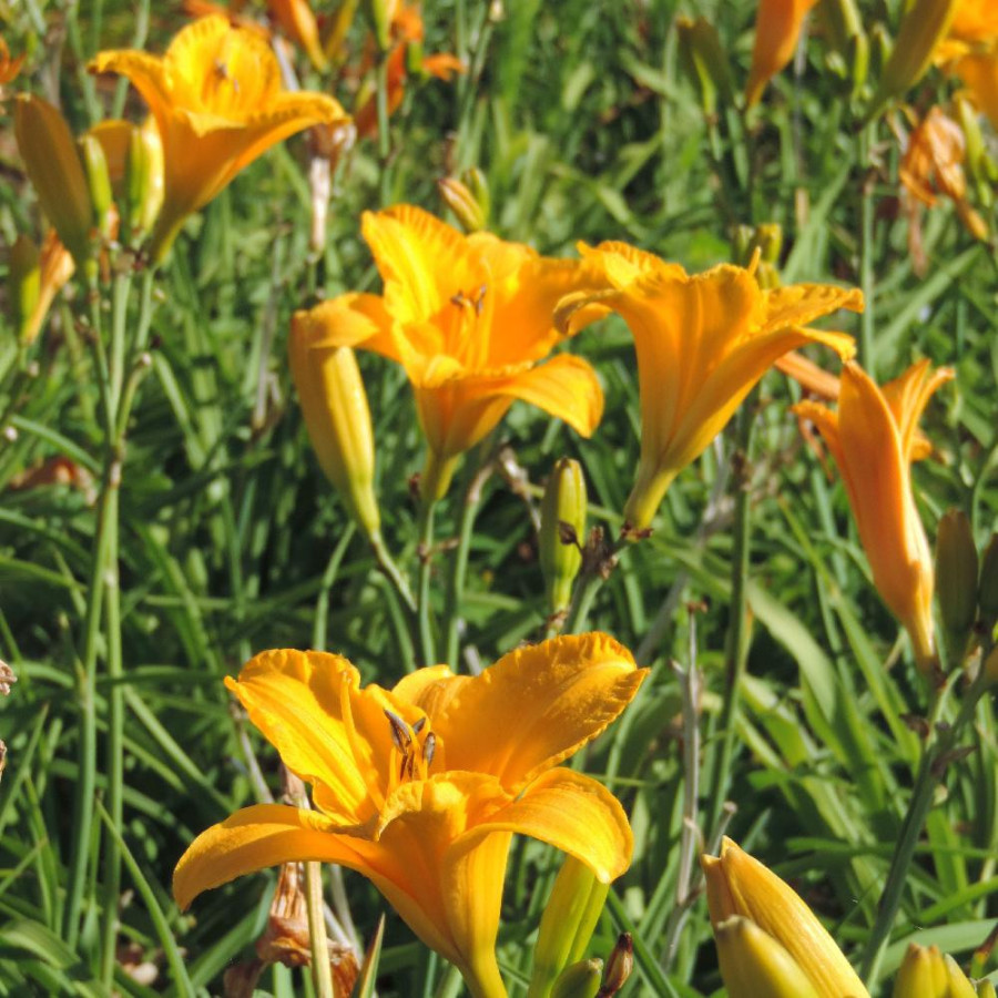 Plantes Vivaces HEMEROCALLIS 'By Myself' - Hémérocalle en vente - Lis d'un jour en vente - Pépinière Lepage .