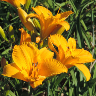 Plantes Vivaces HEMEROCALLIS 'By Myself' - Hémérocalle en vente - Lis d'un jour en vente - Pépinière Lepage .