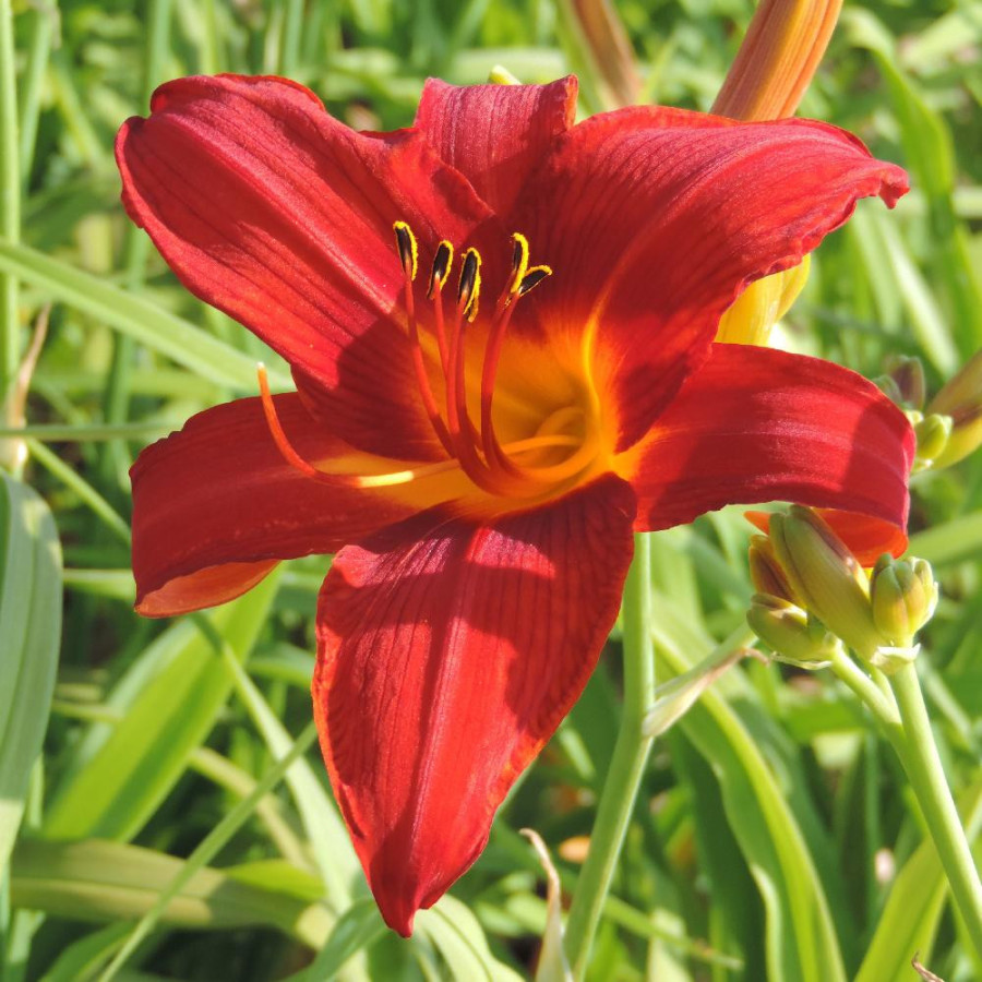 Plantes Vivaces HEMEROCALLIS 'Campfire Embers' - Hémérocalle en vente - Lis d'un jour en vente - Pépinière Lepage .