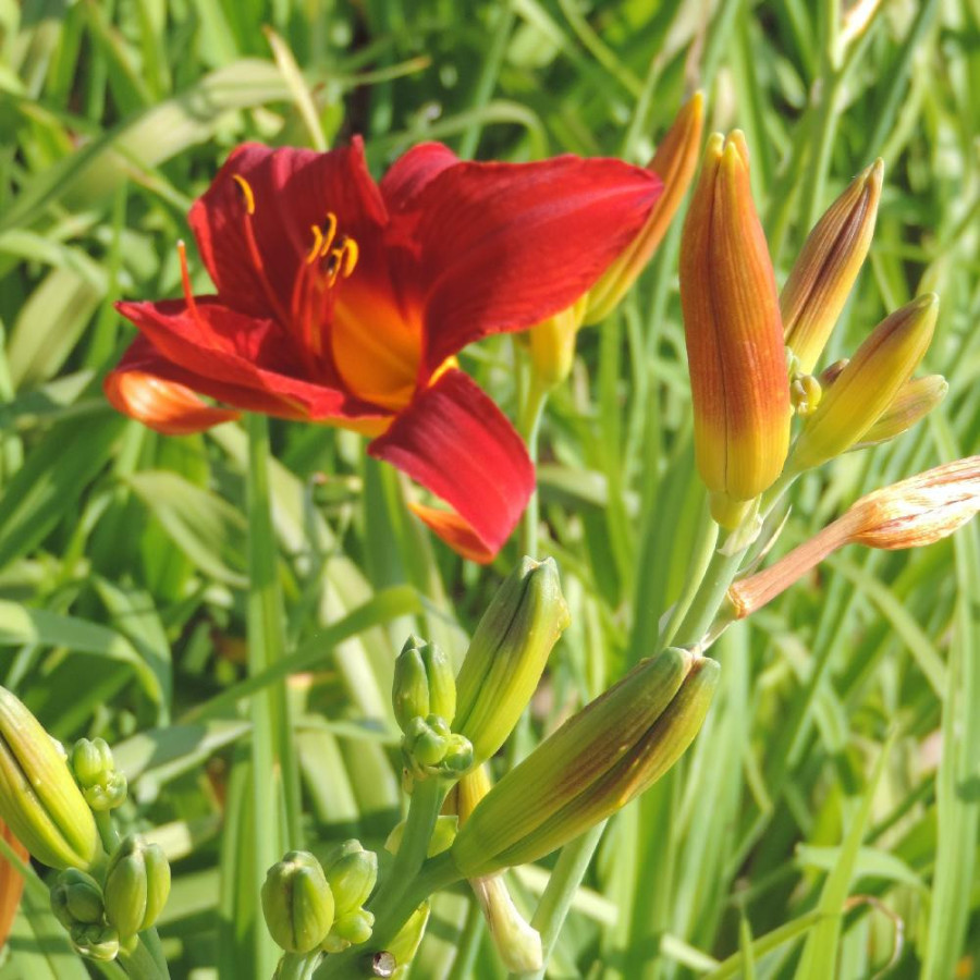 Plantes Vivaces HEMEROCALLIS 'Campfire Embers' - Hémérocalle en vente - Lis d'un jour en vente - Pépinière Lepage .