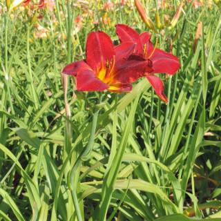 Plantes Vivaces HEMEROCALLIS 'Campfire Embers' - Hémérocalle en vente - Lis d'un jour en vente - Pépinière Lepage .