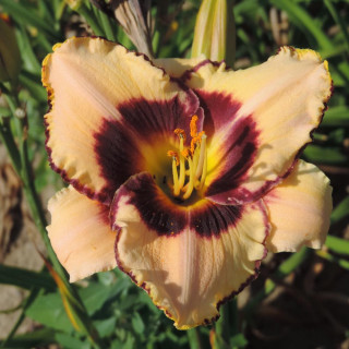 Plantes Vivaces HEMEROCALLIS 'Canadian Border Patrol' - Hémérocalle en vente - Lis d'un jour en vente - Pépinière Lepage .