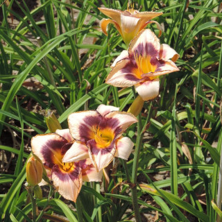 Plantes Vivaces HEMEROCALLIS 'Canadian Border Patrol' - Hémérocalle en vente - Lis d'un jour en vente - Pépinière Lepage .