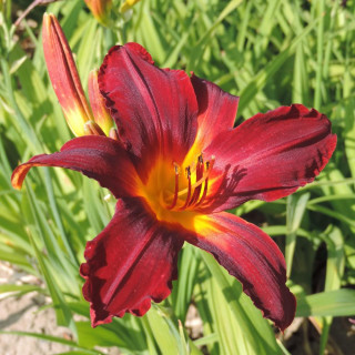 Plantes Vivaces HEMEROCALLIS 'Carey Quinn' - Hémérocalle en vente - Lis d'un jour en vente - Pépinière Lepage .