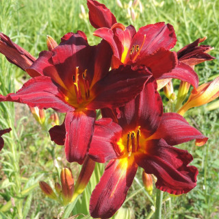Plantes Vivaces HEMEROCALLIS 'Carey Quinn' - Hémérocalle en vente - Lis d'un jour en vente - Pépinière Lepage .