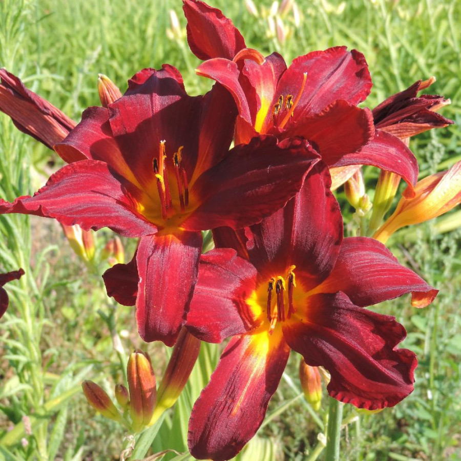 Plantes Vivaces HEMEROCALLIS 'Carey Quinn' - Hémérocalle en vente - Lis d'un jour en vente - Pépinière Lepage .