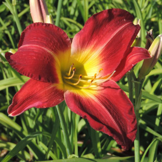 HEMEROCALLIS 'Cherry Festival'