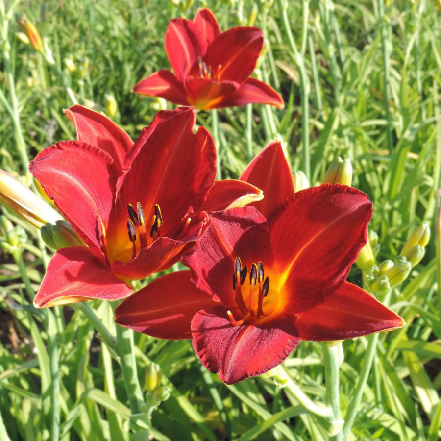 Plantes Vivaces HEMEROCALLIS 'Chicago Fire' - Hémérocalle en vente - Lis d'un jour en vente - Pépinière Lepage .