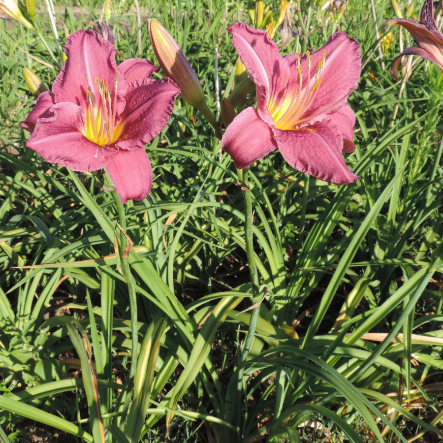 Plantes Vivaces HEMEROCALLIS 'Chicago Queen' - Hémérocalle en vente - Lis d'un jour en vente - Pépinière Lepage .
