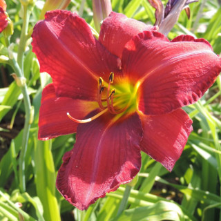 Plantes Vivaces HEMEROCALLIS 'Chicago Rosy' - Hémérocalle en vente - Lis d'un jour en vente - Pépinière Lepage .