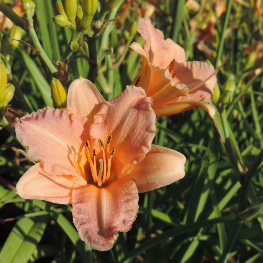 Plantes Vivaces HEMEROCALLIS 'Childrens Festival' - Hémérocalle en vente - Lis d'un jour en vente - Pépinière Lepage .