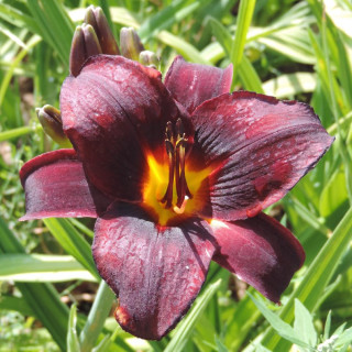 Plantes Vivaces HEMEROCALLIS 'Chocolate Candy' - Hémérocalle en vente - Lis d'un jour en vente - Pépinière Lepage .