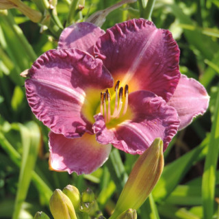 Plantes Vivaces HEMEROCALLIS 'Entrapment' - Hémérocalle en vente - Lis d'un jour en vente - Pépinière Lepage .