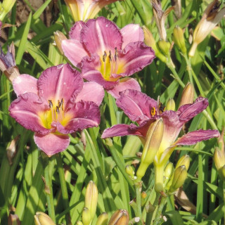 Plantes Vivaces HEMEROCALLIS 'Entrapment' - Hémérocalle en vente - Lis d'un jour en vente - Pépinière Lepage .