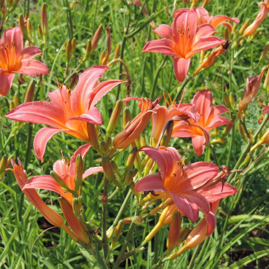 Plantes Vivaces HEMEROCALLIS 'Evelyn Claar' - Hémérocalle en vente - Lis d'un jour en vente - Pépinière Lepage .