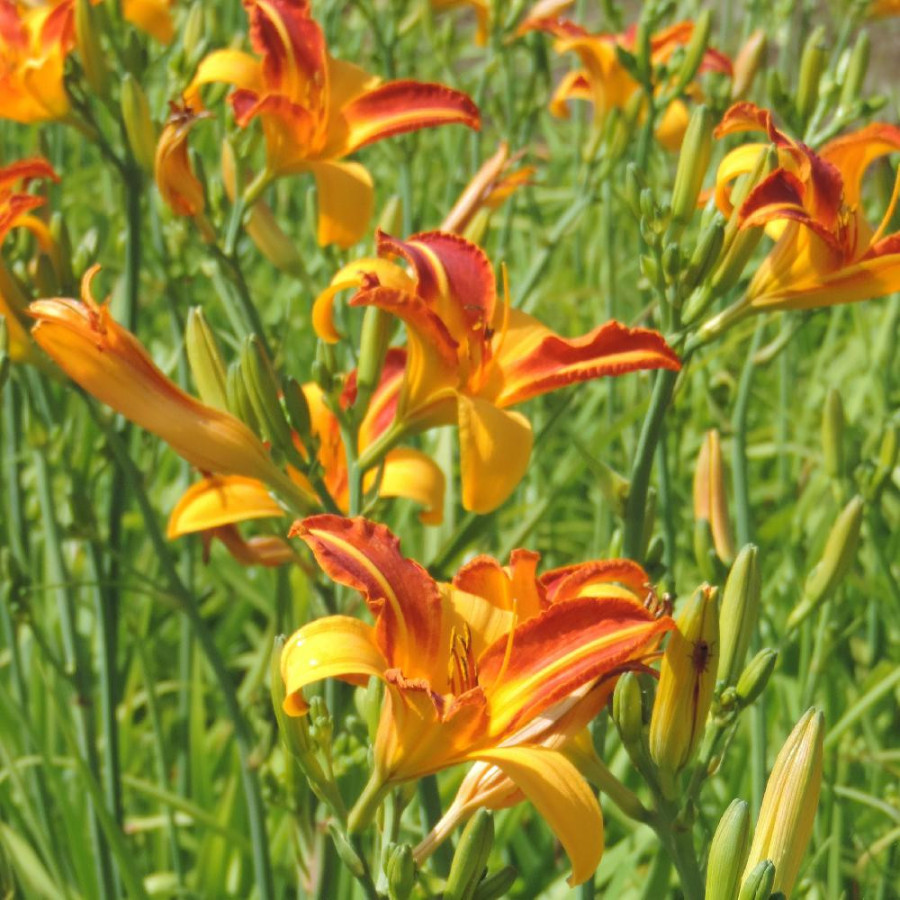 Plantes Vivaces HEMEROCALLIS 'Frans Hals' - Hémérocalle en vente - Lis d'un jour en vente - Pépinière Lepage .