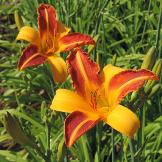 Plantes Vivaces HEMEROCALLIS 'Frans Hals' - Hémérocalle en vente - Lis d'un jour en vente - Pépinière Lepage .