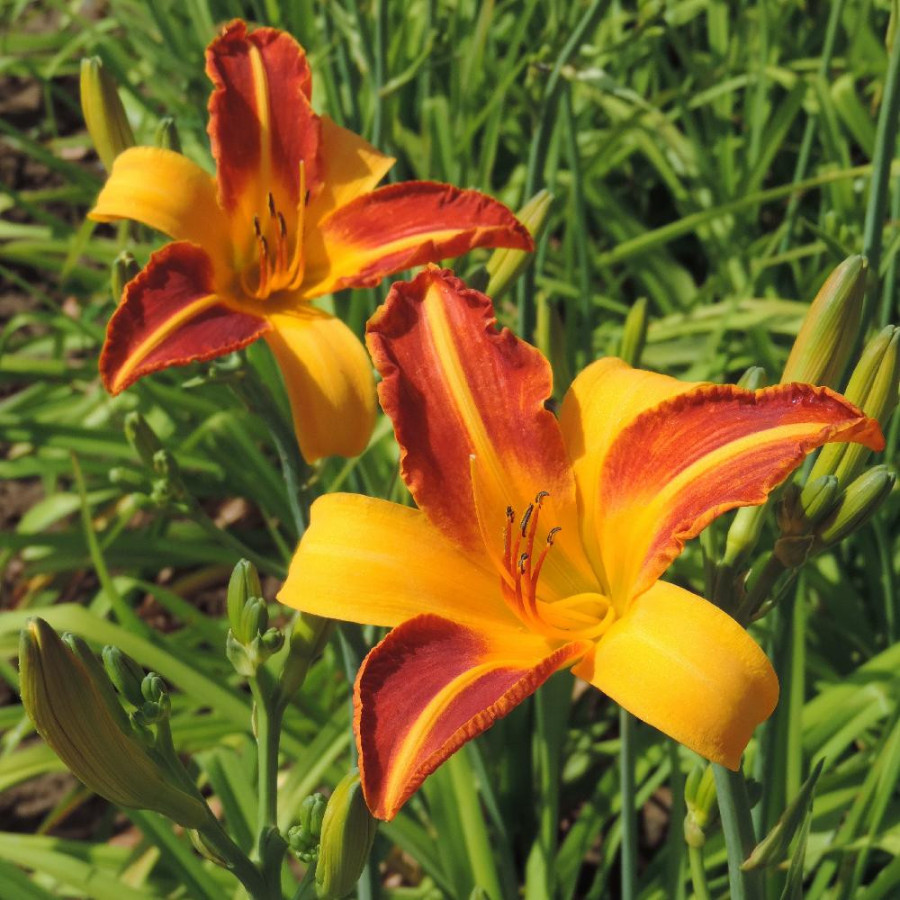 Plantes Vivaces HEMEROCALLIS 'Frans Hals' - Hémérocalle en vente - Lis d'un jour en vente - Pépinière Lepage .