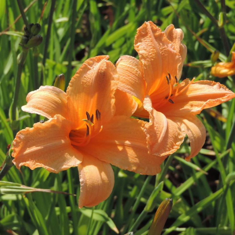 Plantes Vivaces HEMEROCALLIS 'George Cunningham' - Hémérocalle en vente - Lis d'un jour en vente - Pépinière Lepage .