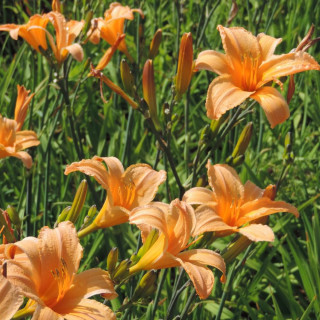 Plantes Vivaces HEMEROCALLIS 'George Cunningham' - Hémérocalle en vente - Lis d'un jour en vente - Pépinière Lepage .