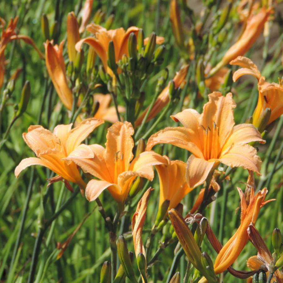 Plantes Vivaces HEMEROCALLIS 'George Cunningham' - Hémérocalle en vente - Lis d'un jour en vente - Pépinière Lepage .