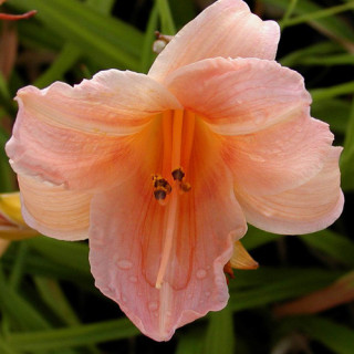 HEMEROCALLIS 'Glistening Beauty'