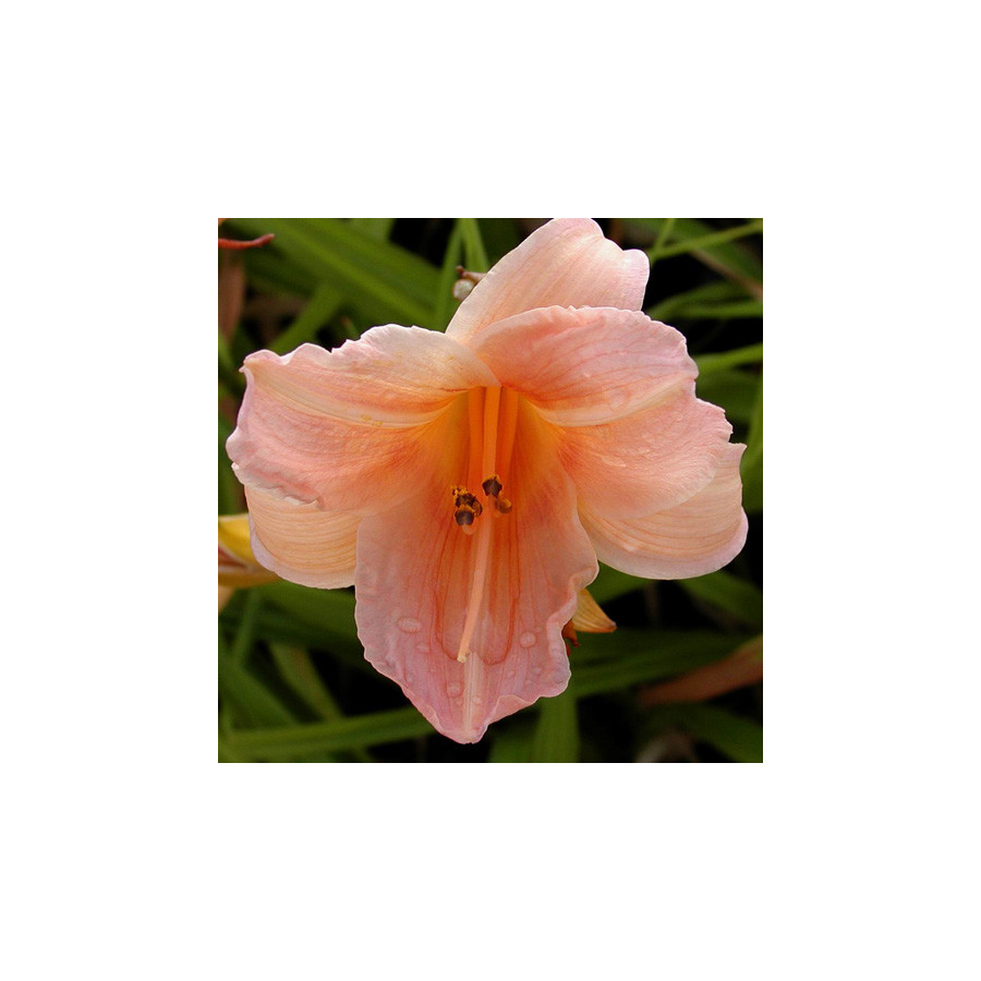 Plantes Vivaces HEMEROCALLIS 'Glistening Beauty' - Hémérocalle en vente - Lis d'un jour en vente - Pépinière Lepage .