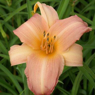 Plantes Vivaces HEMEROCALLIS 'Glistening Beauty' - Hémérocalle en vente - Lis d'un jour en vente - Pépinière Lepage .