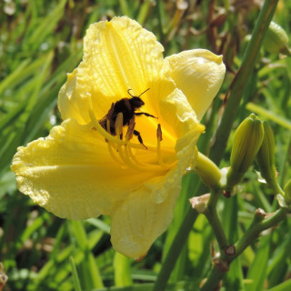 HEMEROCALLIS 'Happy Returns'