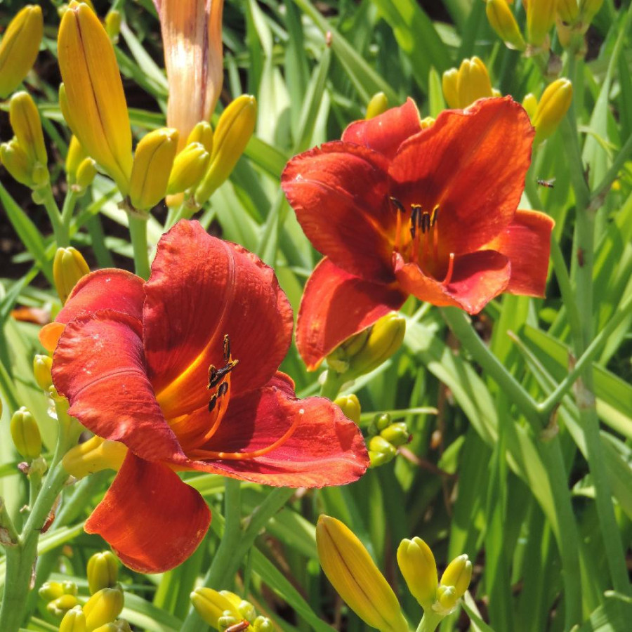 Plantes Vivaces HEMEROCALLIS 'Hot Town' - Hémérocalle en vente - Lis d'un jour en vente - Pépinière Lepage .