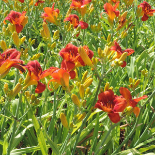Plantes Vivaces HEMEROCALLIS 'Hot Town' - Hémérocalle en vente - Lis d'un jour en vente - Pépinière Lepage .