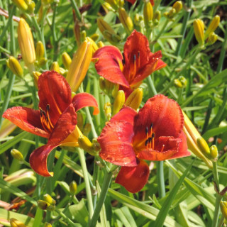 Plantes Vivaces HEMEROCALLIS 'Hot Town' - Hémérocalle en vente - Lis d'un jour en vente - Pépinière Lepage .