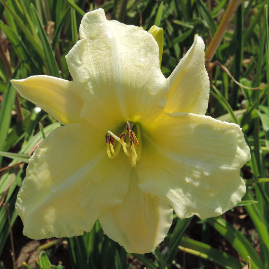 Plantes Vivaces HEMEROCALLIS 'Iron Gate Glacier' - Hémérocalle en vente - Lis d'un jour en vente - Pépinière Lepage .