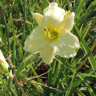Plantes Vivaces HEMEROCALLIS 'Iron Gate Glacier' - Hémérocalle en vente - Lis d'un jour en vente - Pépinière Lepage .